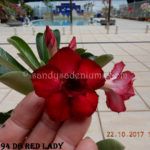 5324 DOUBLE RED LADY (2)