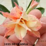 1635 DOUBLE ORANGAH (3)