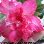 907D QUAD QUEEN OF PINKS (1)